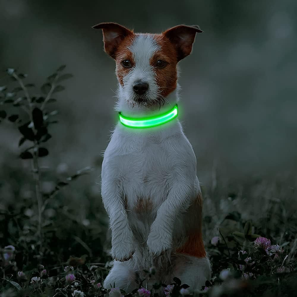Light Up Safety Dog Collar, Rechargeable LED Dog Collar (Neon Green, Medium)