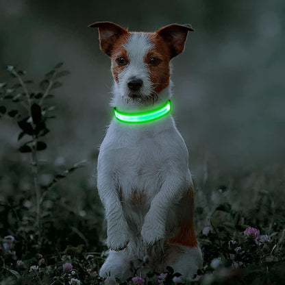 Light Up Safety Dog Collar, Rechargeable LED Dog Collar (Neon Green, Medium)